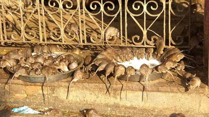 त्यामुळे या मंदिराला दरवर्षी देशभरातून आणि परदेशातून हजारो पर्यटक भेट देतात.
