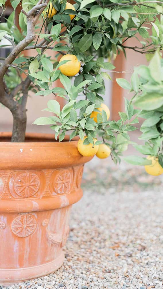 गमले में कैसे उगा सकते हैं नींबू?
