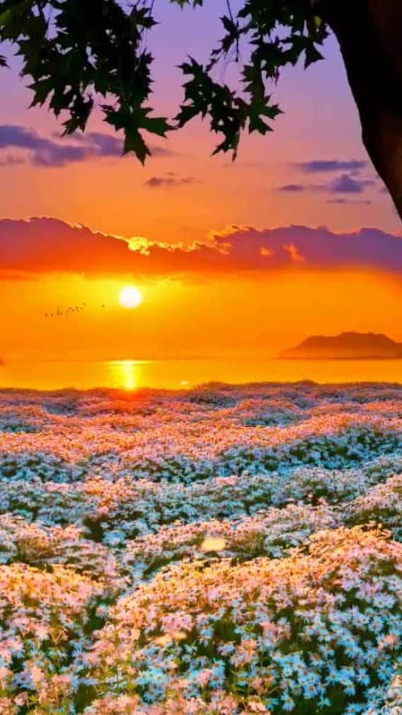 Mesmerising Sunsets In India: Top Spots For Breathtaking Views