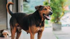 Eight-Year-Old Attacked By Stray Dog Inside Wayanad School, Raises Safety Concerns