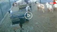 Video: बकरी ने सिर पर पहन लिया काला बैग, फिर जो हुआ... देखकर लोट-पोट हो जाएंगे आप!