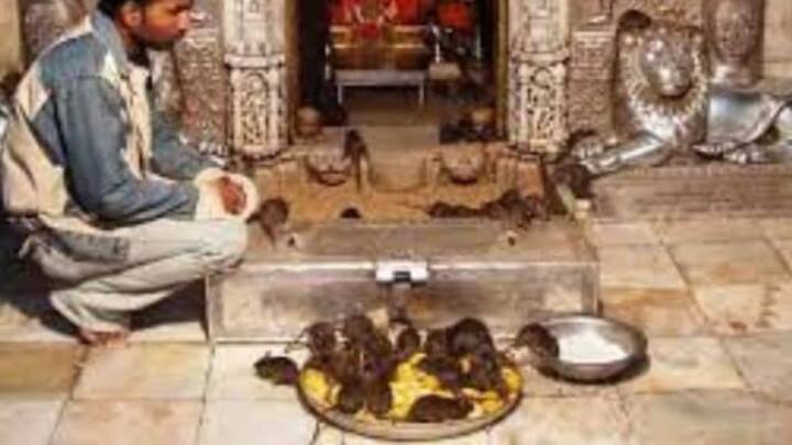 मंदिरात आलेल्या भक्तांना उंदरांना खायला धान्य, दूध किंवा गोड पदार्थ देणं अत्यंत शुभ मानलं जातं.