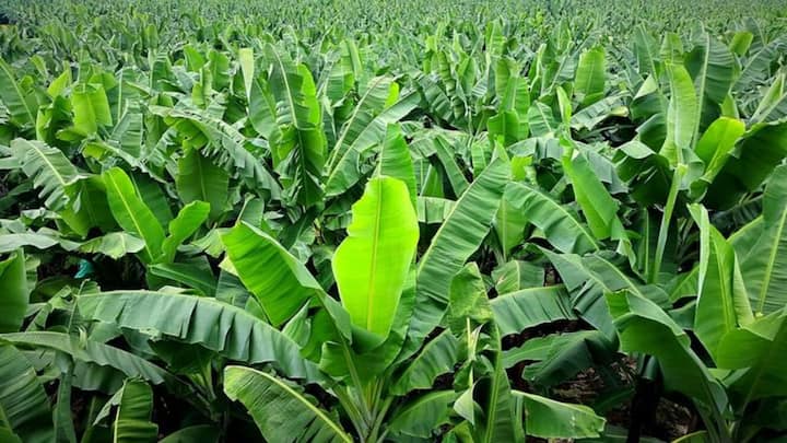 मात्र वैज्ञानिक दृष्टिकोनातून पाहिल्यास केळी (banana) हे झाड नसून एक औषधी वनस्पती आहे.