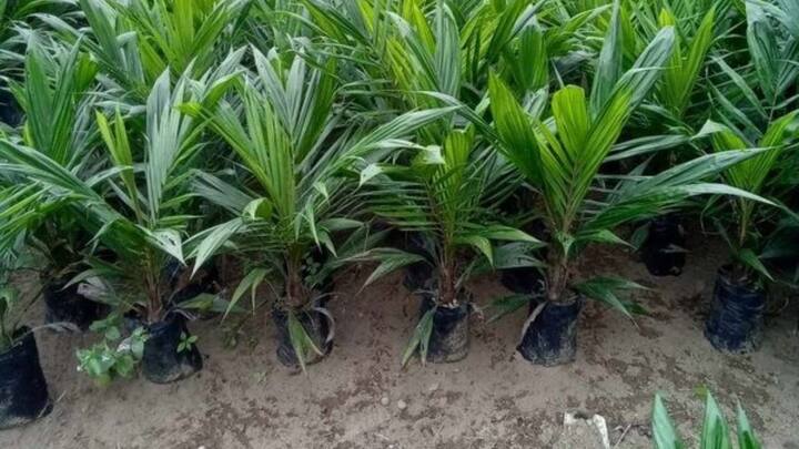 केळीच्या या वनस्पतीत फळं, पाने, खोड आणि मुळे अशा सर्व घटकांचा औषधी आणि पोषणदृष्ट्या (neutrition) उपयोग केला जातो.