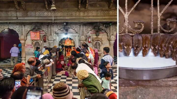 करणी माता मंदिर हे धार्मिक श्रद्धा, लोकविश्वास आणि सांस्कृतिक अनोखेपण यांचं अप्रतिम मिश्रण आहे.