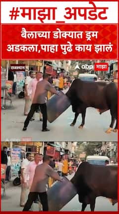 Rajasthan : बैलाच्या डोक्यात निळा ड्रम अडकला,पाहा पुढे काय झालं