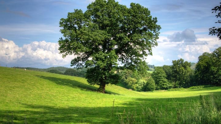 This decision further strengthened the faith of the Bishnoi community and the tradition of their environmental protection. The tree that was sacrificed so much to protect, is considered to be the basis of life in the Khejri tree Thar Desert.