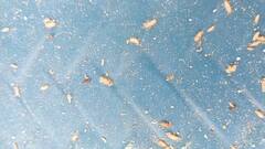 उधम सिंह नगर में सरकारी राशन दुकान के चावल में निकले कीड़े, लोगों ने किया हंगामा