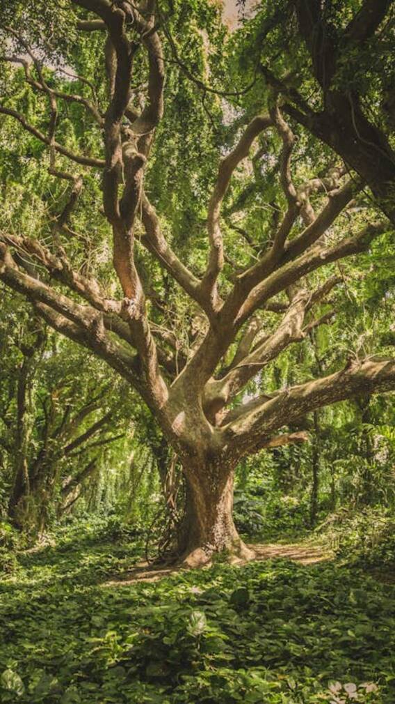 कौन सा पेड़ ऑक्सीजन नहीं छोड़ता?