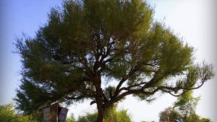 As soon as the preparations for cutting trees started under the order, Amrita Devi, a woman from the village and three of her daughters, came forward. He protested by clinging to them to save the trees. The commander ordered the ax to run instead of explaining.