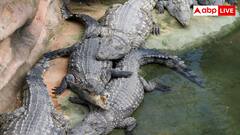 चीन में मगरमच्छ की खेती क्यों करते हैं लोग, इससे कितनी होती है कमाई?