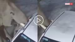 Video: खिड़कियां तोड़ी फिर सूंड से पलट दी कार, हरिद्वार में जंगली हाथी ने मचाया उत्पात, देखें वीडियो