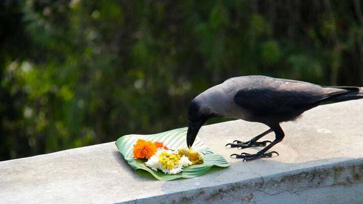 वैदिक शास्त्रानुसार, पितृपक्षात काही नियमांचं पालन करणं गरजेचं आहे. त्यामुळेच, पितृपक्षात काय करावं आणि काय करु नये हे जाणून घेऊयात.