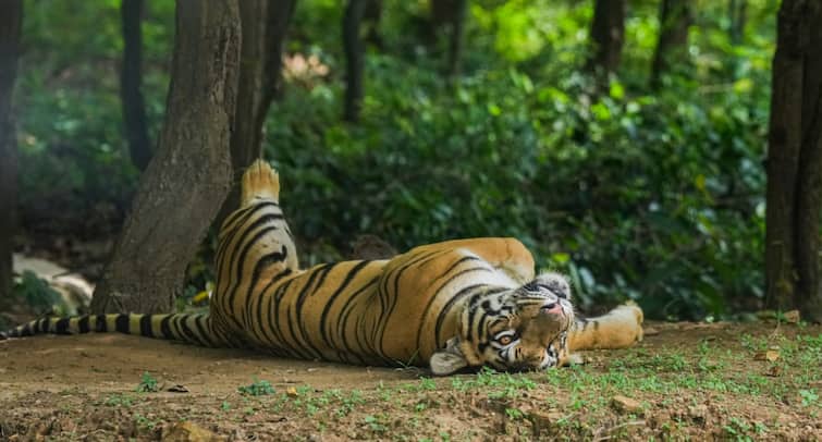 Tiger found poisoned in MM Hills; Karnataka minister directs steps on reserve proposal