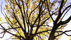 National Forest Martyrs Day: जब कुल्हाड़ी से काट दिए गए थे बिश्नोई समाज के 363 लोग, पेड़ों को बचाने के लिए कुर्बान की थी जान