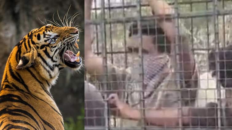 On Cam: Karnataka Villagers Cage Forest Officials For Delayed Response To Tiger Threat