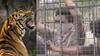 On Cam: Karnataka Villagers Cage Forest Officials For Delayed Response To Tiger Threat