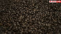 इन 5 लोगों को भूलकर भी नहीं खाने चाहिए चिया सीड्स? जान लें क्या-क्या हो जाती हैं दिक्कतें