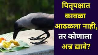 Pitru Paksha 2025: पितृपक्षात कावळा आढळला नाही, तर कोणाला अन्न द्यावे? शास्त्र काय म्हणते? श्राद्ध कर्माशी संबंधित सर्व माहिती जाणून घ्या...