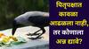 Pitru Paksha 2025: पितृपक्षात कावळा आढळला नाही, तर कोणाला अन्न द्यावे? शास्त्र काय म्हणते? श्राद्ध कर्माशी संबंधित सर्व माहिती जाणून घ्या...
