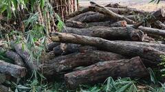 कुशीनगर में फिल्म 'पुष्पा स्टाइल' में कीमती लकड़ी की धड़ल्ले से तस्करी, नारायणी नदी बनी सेफ रास्ता