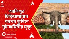 Alipore Zoo: পরপর দু’দিনে দুই বাঘিনীর মৃত্যু, ৩ জন পশু চিকিৎসককে নিয়ে হবে ময়নাতদন্ত