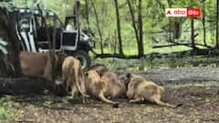 జూకీపర్‌ను పట్టుకుని పంచుకుని తినేశాయి - జూలో సింహాల అరాచకం - వీడియో