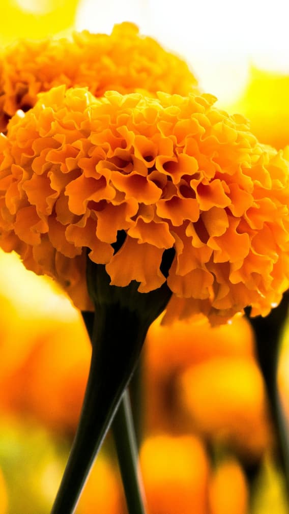 घर पर कैसे कर सकते हैं गेंदे की खेती?