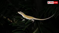 घर में आने लगी हैं छिपकलियां तो न हों परेशान, मुफ्त में हो जाएगा इनका काम तमाम