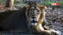 Gujarat Lions Death: રાજ્યમાં છેલ્લા 2 વર્ષમાં 300થી વધુ સિંહના મોત,જાણો અકુદરતી મૃત્યુ રોકવા સરકારે શું લીધા પગલા