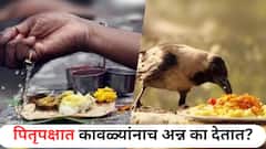 पितृपक्षात इतर पशु-पक्षी सोडून कावळ्यांनाच अन्न का देतात? कावळ्याचा आणि पितरांचा नेमका संबंध काय? वाचा A To Z स्टोरी