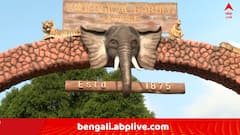 আলিপুর চিড়িয়াখানার পরপর দু’দিনে দুই বাঘিনীর মৃত্যু ! মৃত্যুর কারণ নিয়ে ধোঁয়াশা, আজই হবে ময়নাতদন্ত