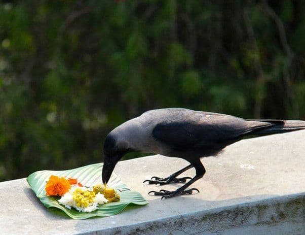 या काळात नखे कापल्याने पूर्वजांचा अनादर होतो, जो पितृदेवासाठी एक प्रकारची अशुद्धता मानली जाते.