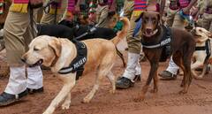 बिहार पुलिस को मिलेंगे 30 प्रशिक्षित कुत्ते, ड्रग्स, बम और शराब पकड़ेंगे झटपट