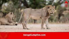 পর্যটকদের সামনেই চিড়িয়াখানার কর্মীকে ছিঁড়ে খেল সিংহের দল, ২০ বছরের কর্মজীবনের ভয়ঙ্কর সমাপ্তি