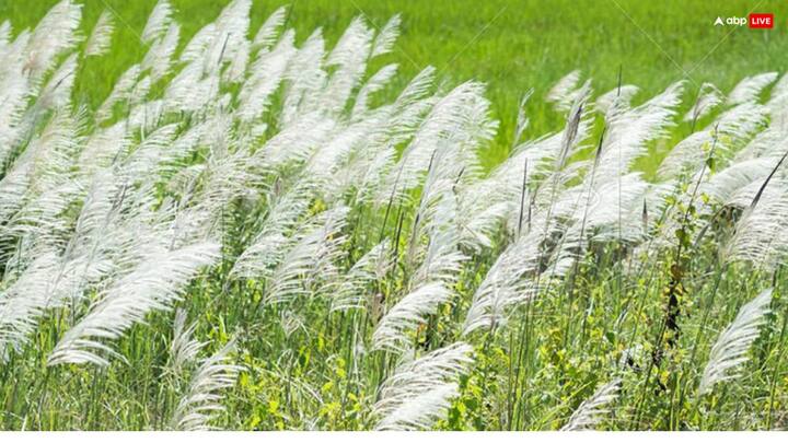 पितृ पक्ष में सभी पितर धरती पर आते हैं और अपने परिजनों से श्राद्ध का अन्न-जल ग्रहण करते हैं. इस दौरान पूर्वज की पूजा में काश का फूल जरुर चढ़ाया जाता है क्योंकि इससे वह बेहद प्रसन्न होते हैं