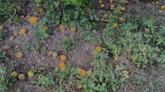 Jalgaon News: बदलत्या हवामानाचा परिणामामुळं मोसंबी उत्पादकांना मोठा फटका; फळगळ झाल्याने लाखो रुपयांचे नुकसान