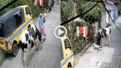 Video: बिजनौर में आवारा सांड ने वृद्ध महिला पर किया हमला, वायरल हुआ वीडियो