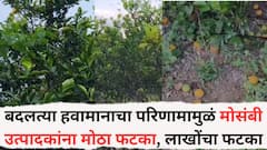 Jalgaon News: बदलत्या हवामानाचा परिणामामुळं मोसंबी उत्पादकांना मोठा फटका; फळगळ झाल्याने लाखो रुपयांचे नुकसान