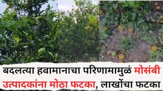Jalgaon News: बदलत्या हवामानाचा परिणामामुळं मोसंबी उत्पादकांना मोठा फटका; फळगळ झाल्याने लाखो रुपयांचे नुकसान