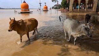 Heavy Rain Alert In Uttar Pradesh: IMD Warns Of Thunderstorms In Several Districts Till September 17