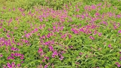 साताऱ्यातील कास पठारावर 132 प्रजातींच्या फुलांची मनमोहक चादर; पर्यटकांसाठी यंदा खास सोय