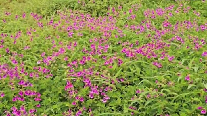 सातारा-पश्चिम घाटातील जैवविविधता खूप मोठ्या प्रमाणात या कास पठारावर आढळते. ऑगस्ट महिन्यापासून या कास पठारावरील फुलांचा बहर पहायला मिळतो.