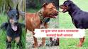 तर मालकाला सुद्धा उचलणार! कोल्हापुरात पिटबुल, जर्मन शेफर्ड, डॉबरमन जातीची श्वान पाळली असतील तर बातमी तुमच्यासाठी