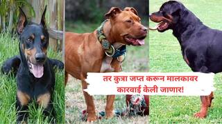 तर मालकाला सुद्धा उचलणार! कोल्हापुरात पिटबुल, जर्मन शेफर्ड, डॉबरमन जातीची श्वान पाळली असतील तर बातमी तुमच्यासाठी