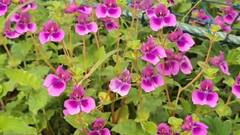 साताऱ्यातील कास पठारावर 132 प्रजातींच्या फुलांची मनमोहक चादर; पर्यटकांसाठी यंदा खास सोय