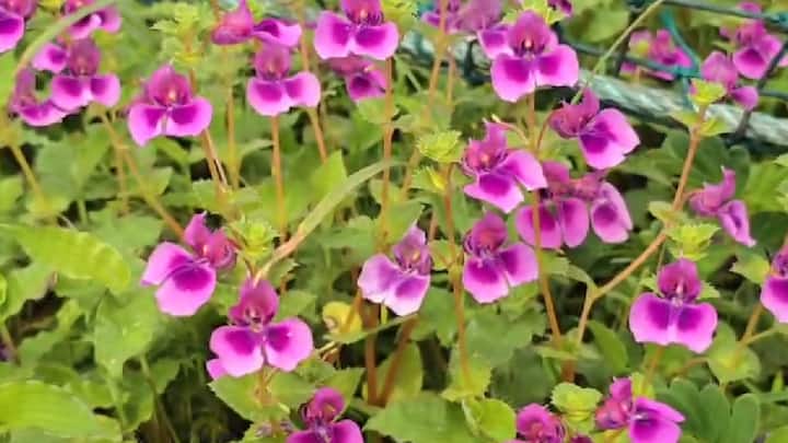 जागतिक वारसास्थळ असलेल्या साताऱ्यातील कास पठारावर आता फुलांचा रंगोत्सव सुरू झाला आहे. श्रावण सरी कोसलळ्यानंतर येथील पठारावर विविध रंगबेरंगी फुलांची चादर पसरल्याचं दिसून येत आहे.