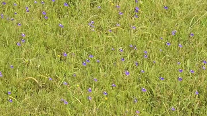 संपूर्ण पठार फुलांनी अच्छादण्यासाठी अद्यापही थोड्या दिवसांचा अवधी असणार आहे. यावर्षी येणाऱ्या पर्यटकांसाठी प्रशासनामार्फत आगळ वेगळं आकर्षण ठेवण्यात आलं आहे.