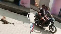 Video: जानवरों के साथ अमानवीय व्यवहार, दो युवकों ने कुत्ते को सड़क पर घसीटा