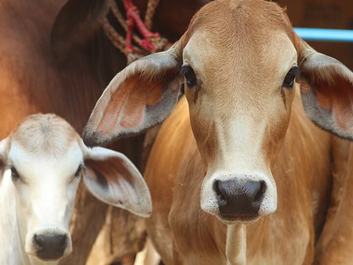 The cow should avoid giving the remaining food in the plate, especially if it is stitched or vengeful substances like garlic, onion, as it is considered religiously inappropriate.